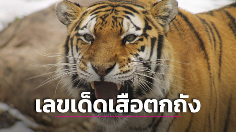 เลขเด็ดเสือตกถังพลังเงินดี คือ