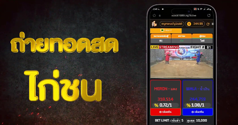 แทงไก่ชนออนไลน์ -"Bet on cockfighting online"