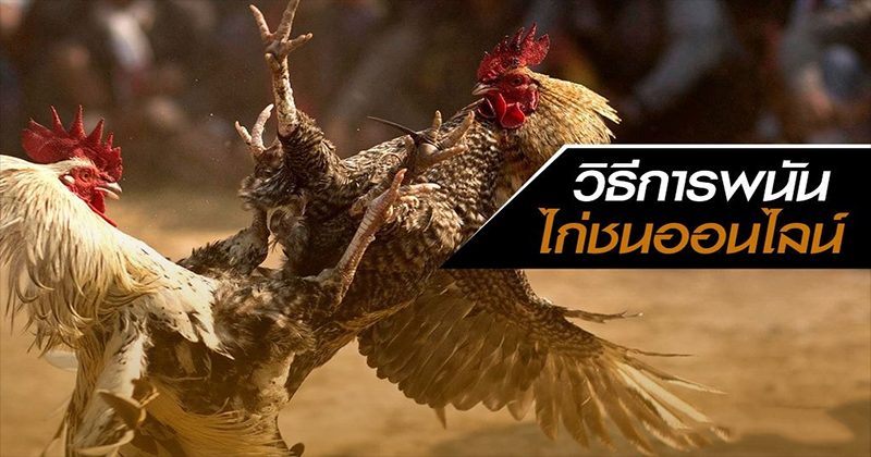 พนันไก่ชนออนไลน์ -"Online cockfighting betting"